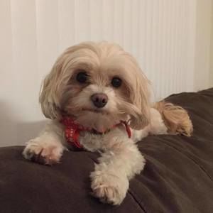 Meet your Posher, Jevon